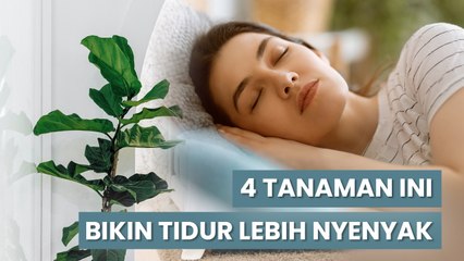 Sulit Tidur? Letakkan 4 Tanaman Ini di Kamar Agar Bisa Tidur Nyenyak