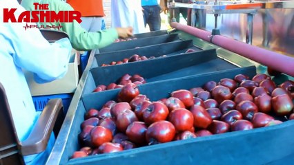 Apple grading machines are transforming Kashmir's Horticulture