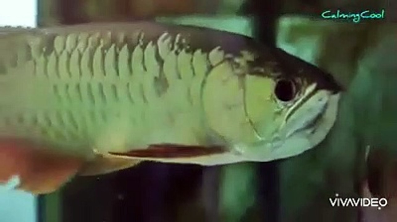 fish