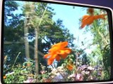 Couleurs fleurs à Essertines en Donzy - Souvenirs souvenirs - TL7, Télévision loire 7