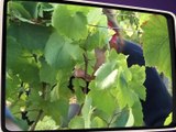 Vendanges dans la Loire - Souvenirs souvenirs - TL7, Télévision loire 7
