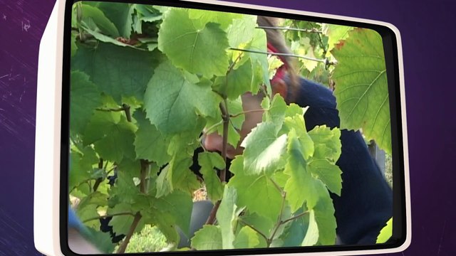 Vendanges dans la Loire