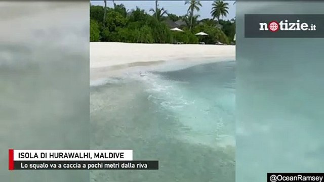 Maldive, lo squalo va a caccia vicino alla riva: scatto fulmineo per addentare i pesci
