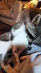 Un raton laveur nettoie un chat