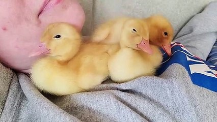 Dormir avec des canetons