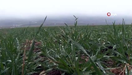 Suya Doyan Toprak Çiftçiyi Mutlu Etti