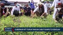 Halaman Sekolah Penuh Rumput, Gubernur NTT Turun Tangan Cabut Rumput