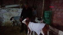 ÇORUM Üşümesinler diye gömlek giydirdiği buzağılarını güvenlik kamerasından takip ediyor