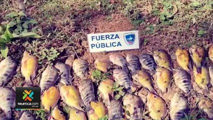 tn7-decomisan-134-peces-muertos-en-guatuso-230321