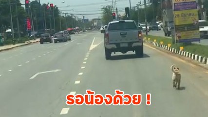 บีบหัวใจ ! ปล่อยน้องหมาวิ่งตามรถ ชาวเน็ตงง วนรถกลับไปส่งแต่ทำไมไม่รับน้องขึ้นรถด้วย