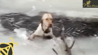 Dog Stuck In Icy Lake Cries To Rescuers For Help