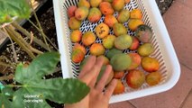 Harvesting, Handling Vegetables from a Garden - Mango Fruit Harvest
