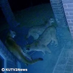 Il découvre des invités surprises devant son sous-sol !