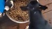 Rescued Bull Terrier Shares Food Bowl With Rescued Magpie