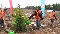 Edirne'de yanan ormanlar küllerinden doğuyor