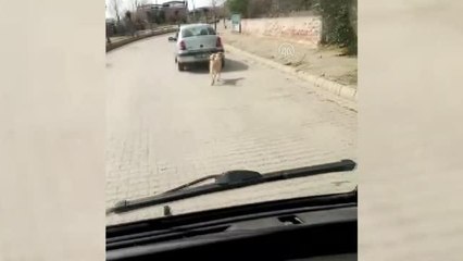 Köpeğini otomobiline iple bağlayarak gezdiren kişiye para cezası verildi
