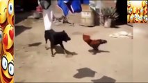 दुनिया में सबसे मजबूत मुर्गा एक कुत्ते को मारता है