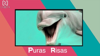 VIDEOS DE RISA 2021 NUEVOS DESDE KWAI +