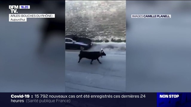 Plusieurs taureaux s'échappent dans les rues d'Arles, une femme blessée