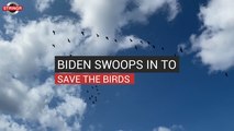 Biden Swoops In To Save The Birds