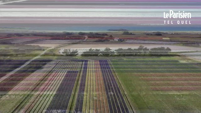 Fête des fleurs: des Jacinthes à perte de vue dans le Finistère