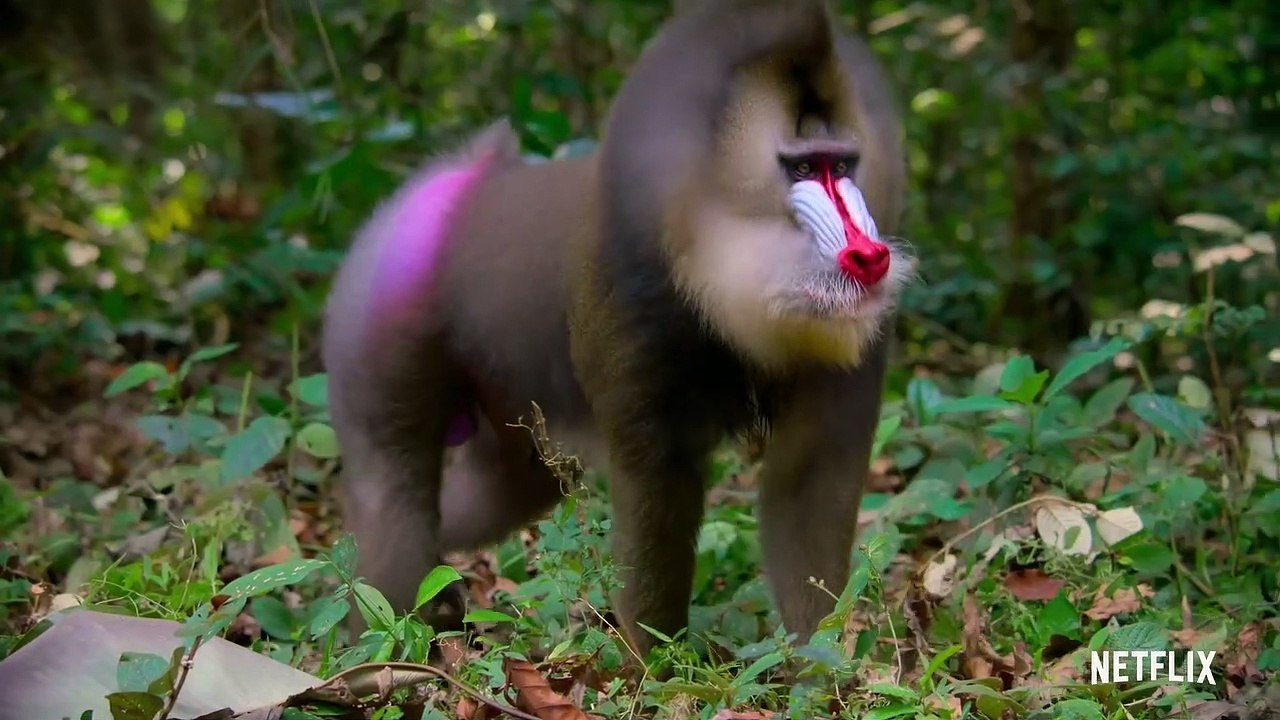 Life in Color with David Attenborough - Official Trailer Netflix