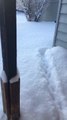 Puppy Burrows Through Thick Layer of Snow to Reach Front Door