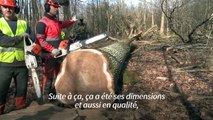 Notre-Dame: des chênes centenaires abattus en Seine-et-Marne pour reconstruire la charpente