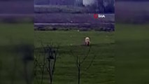 Koyuna bu sefer kurt yerine köpek saldırdı
