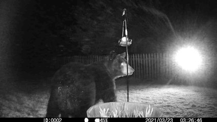 Sleepy Bear Wobbles in for Late Night Snack