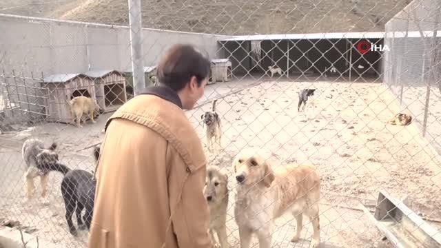 Çankaya Belediyesi Sokak hayvanlarını sahiplendirme portalı oluşturdu