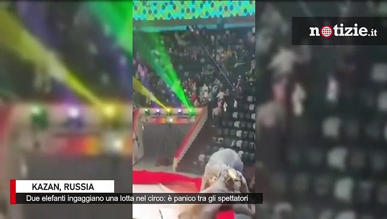 Russia, lotta tra elefanti nel mezzo dello spettacolo del circo: panico tra gli spettatori