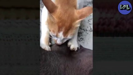 Recopilacion de perros y gatos graciosos