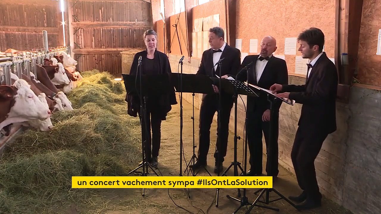 Dans les Hautes-Alpes, ces musiciens confinés chantent pour des vaches mélomanes
