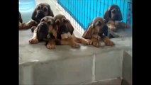 Vídeos de Perros y Cachorros lindos y graciosos