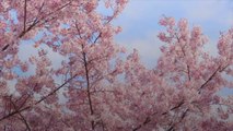 Things to Know About Cherry Blossoms