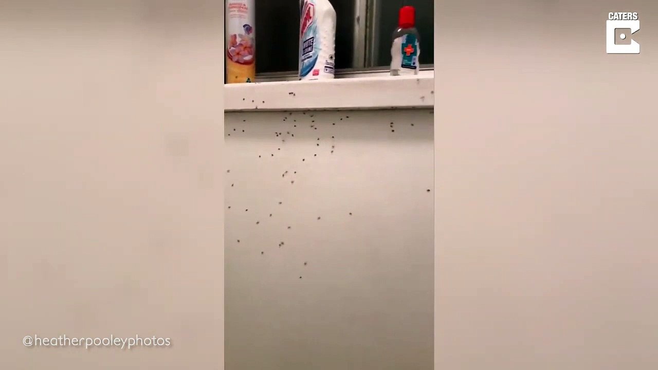 Des milliers d'araignées géantes grimpent sur c...