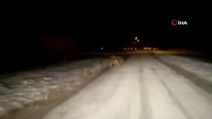 Ayı sürüsü yola inmeye devam ediyor