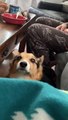 Corgi Disapproves of Argument Between Dad and Malamute