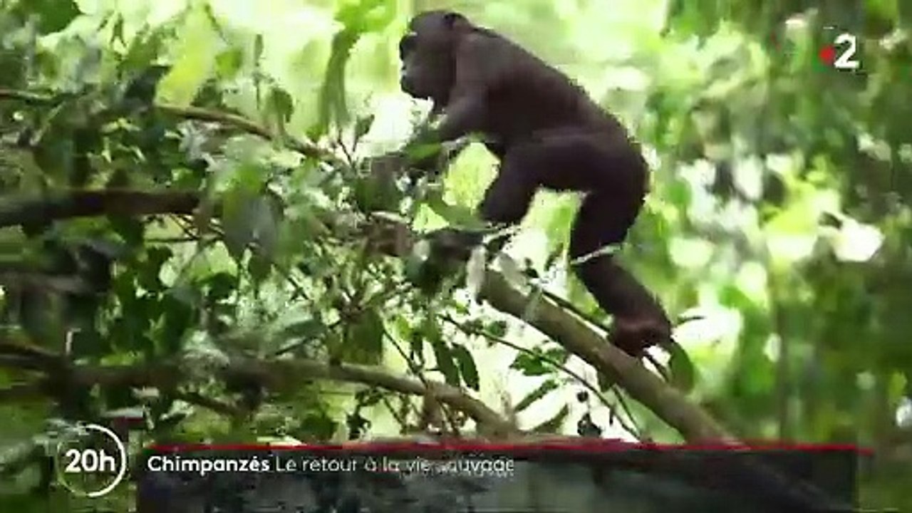 Chimpanzés : "le paradis des singes", au milieu de la forêt camerounaise