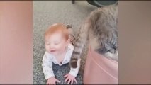 Baby and Cat Fun and Cute - Funny Baby Video, cute and funny