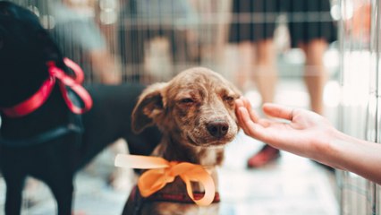 Los Angeles Becomes “No-Kill” City For Shelter Animals