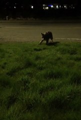 Dog and Coyote Become Distant Buds