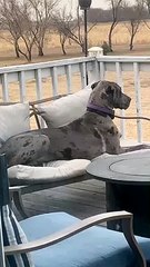 Great Dane Chooses Treats Over Cat Sitting