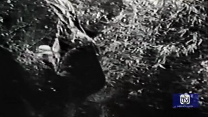 Ramar of the Jungle - Season 2 - Episode 17 - The Crocodile God of Kaa | Jon Hall, Ray Montgomery