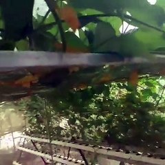 vườn rau thủy canh / đã được trồng và thu nhập