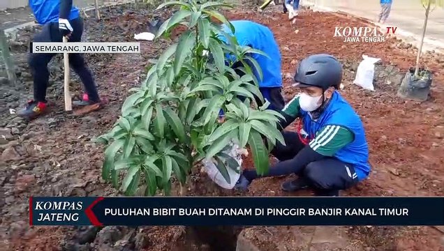 Puluhan Bibit Buah Ditanam di Pinggir Banjir Kanal Timur Kota Semarang