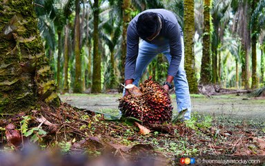 Gaji lumayan, tetapi orang tempatan tak minat kerja ladang sawit, kata persatuan