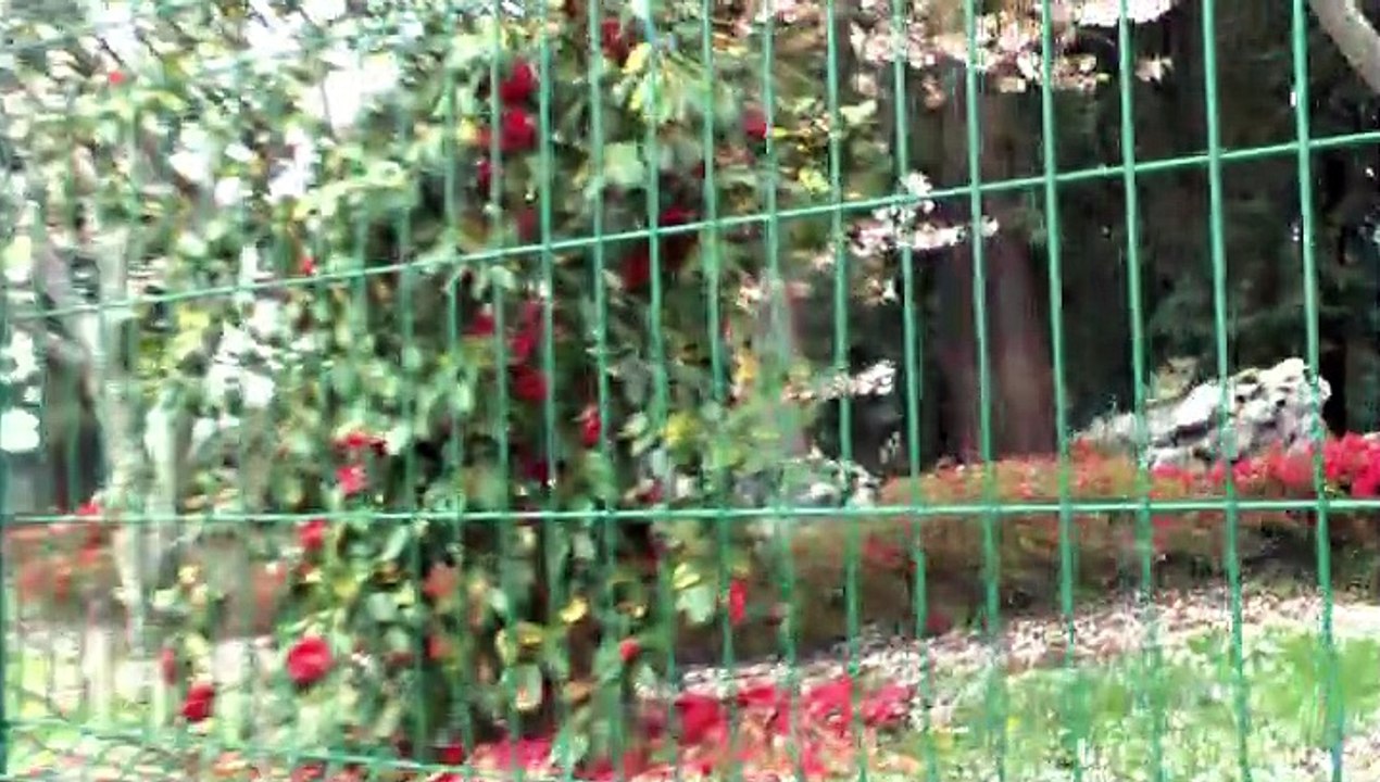 LES PROMENADES DE MICHOU64 W-D.D. - 21 MARS 2021 - PAU - ALLONS REGARDER LES TRAVAUX DE LE CÔTE POEYMIRAU