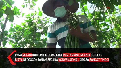 Siasati Mahalnya Harga, Petani di Blitar Beralih ke Pupuk Organik